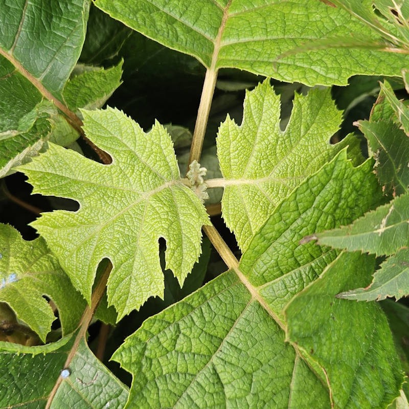 Hydrangea quercifolia 'Munchkin' - close up of leaves