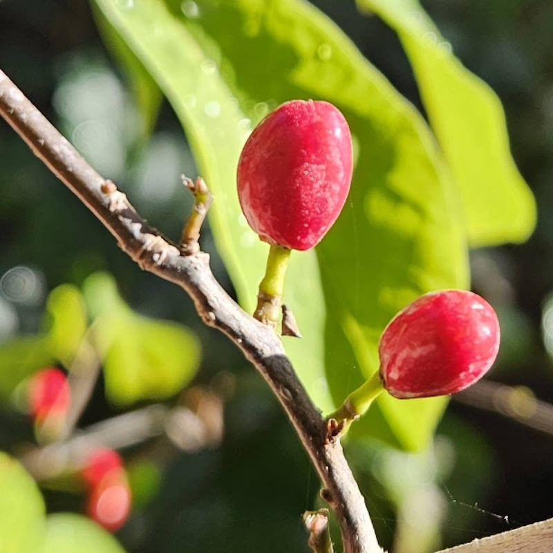 Lindera benzoin - berries in September