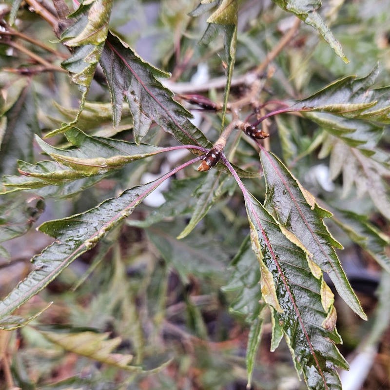 Fagus sylvatica 'Midnight Feather' - deeply cut purple leaves in late summer