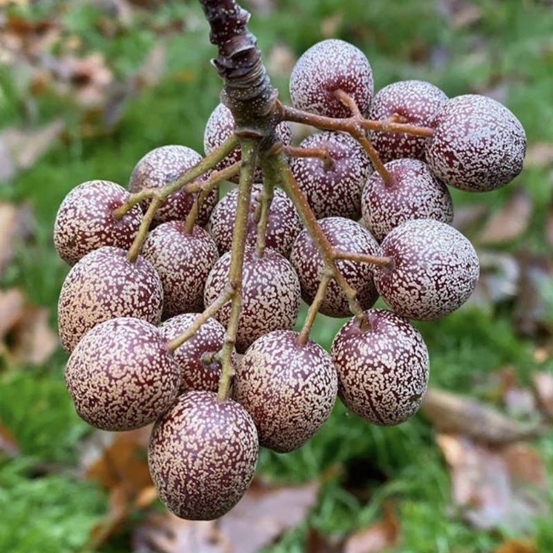 Sorbus megalocarpa - autumn fruit
