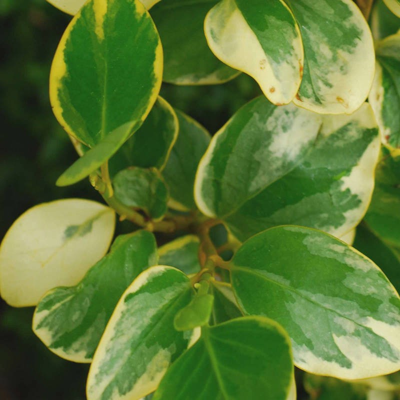 Griselinia littoralis 'Variegata' - variegated leaves