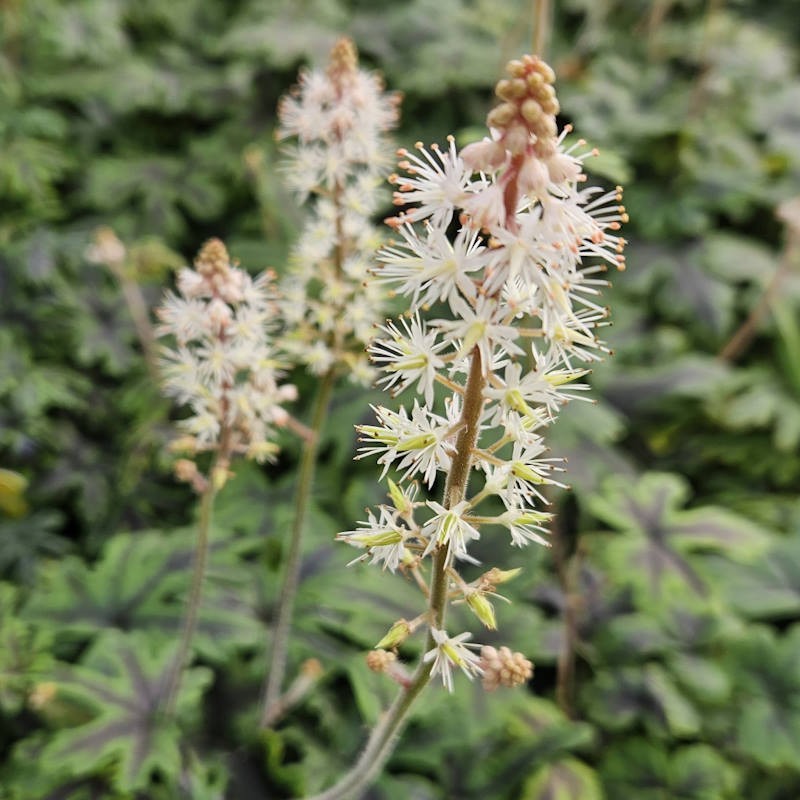 Tiarella 'Emerald Ellie' - summer flowers