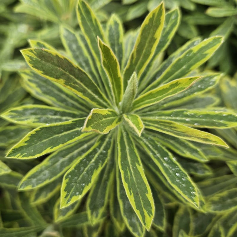 Euphorbia × martini 'Ascot Rainbow' - variegated leaves