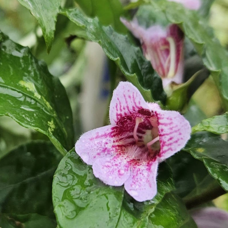 Hemiboea strigosa - flowers in autumn