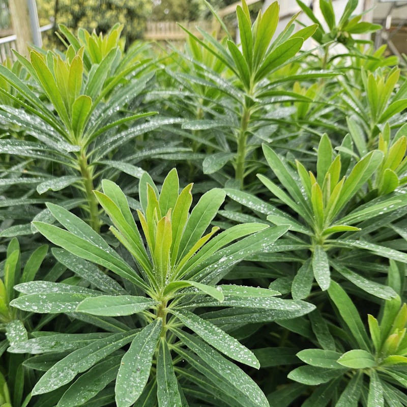 Euphorbia × martini - summer foliage