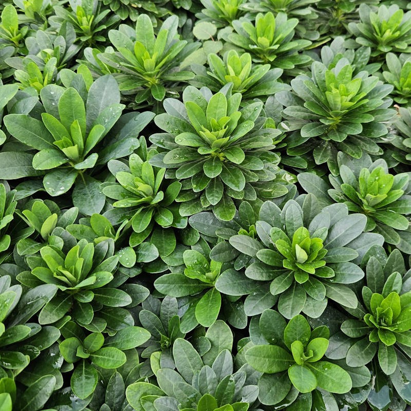 Euphorbia amygdaloides var robbiae - summer foliage