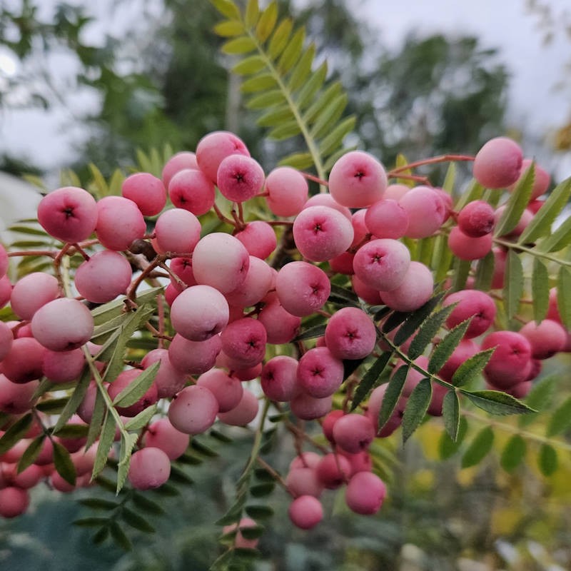 Sorbus vilmorinii - autumn fruit
