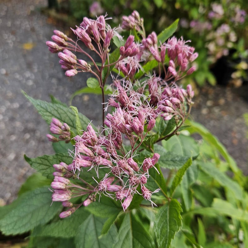 Eupatorium 'Phantom' - flowers in late summer