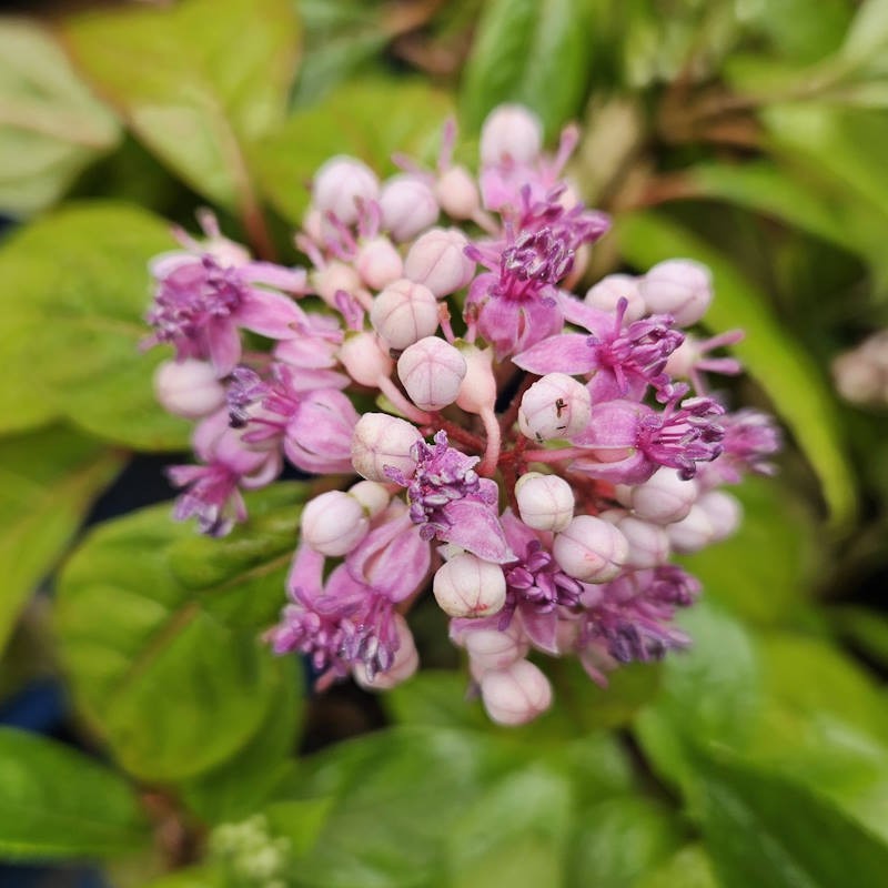 Dichroa daimingshanensis - flowers in summer