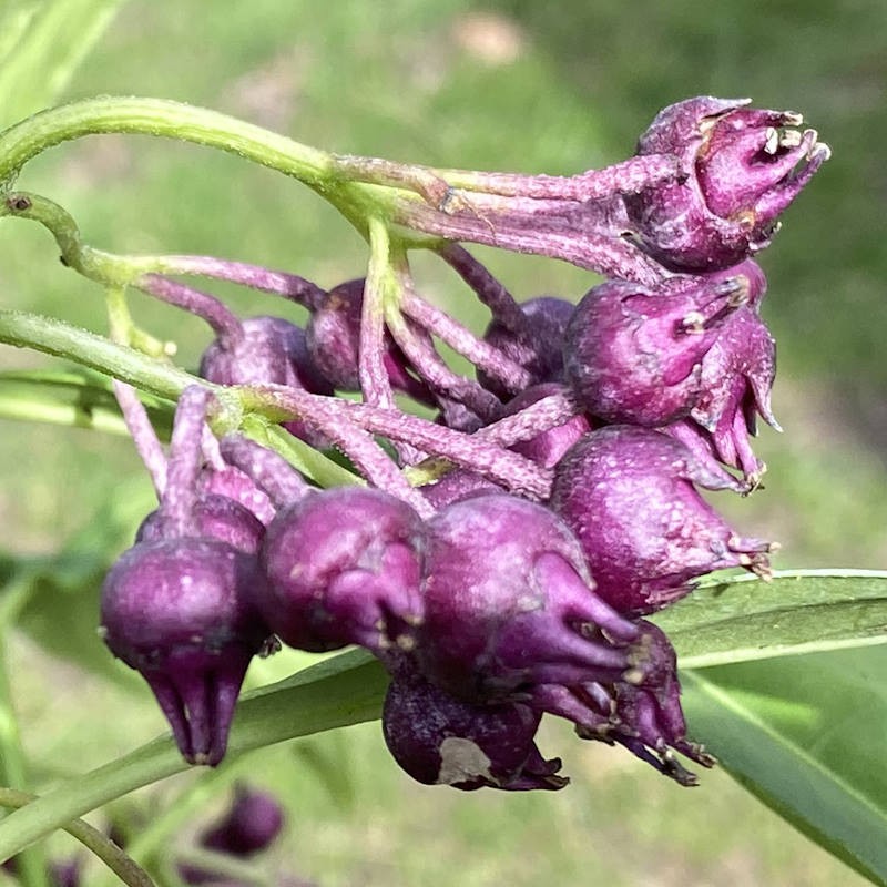 Dichroa febrifuga - purple-blue fruit