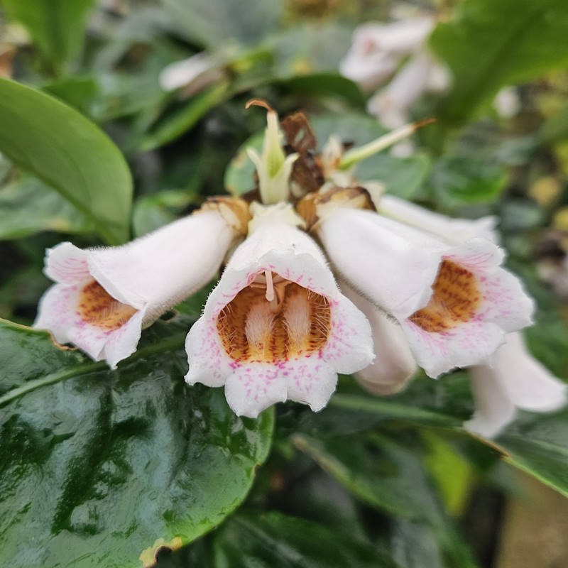 Hemiboea subcapitata - tubular flowers in autumn