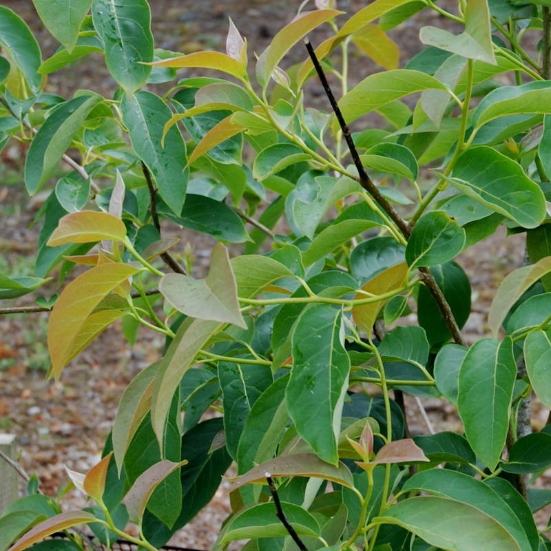 Nyssa sinensis 'Jim Russell'