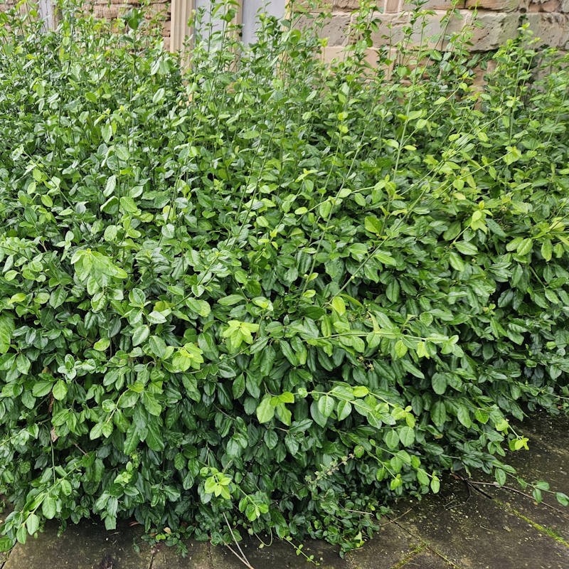 Euonymus fortunei var coloratus - an established group of plants