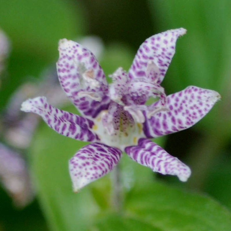 Tricyrtis hirta - flowers in late summer