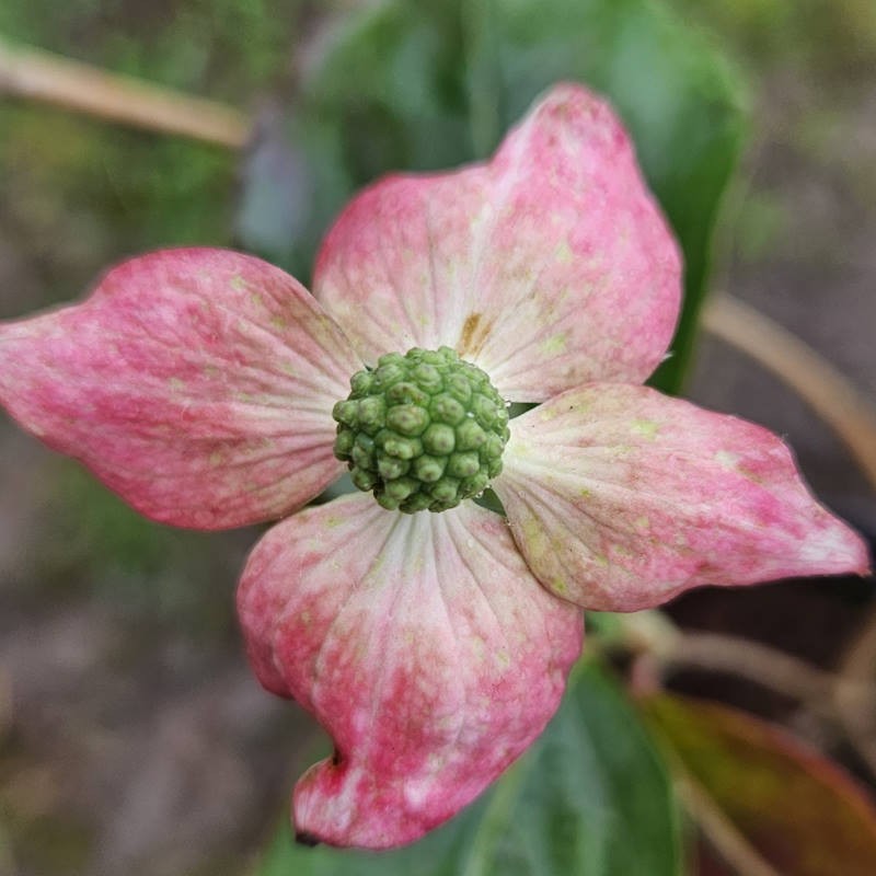 Cornus kousa 'Marwood Dawn' - flower bracts developing in summer