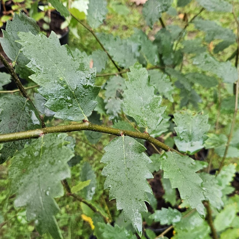 Zelkova carpinifolia - summer leaves