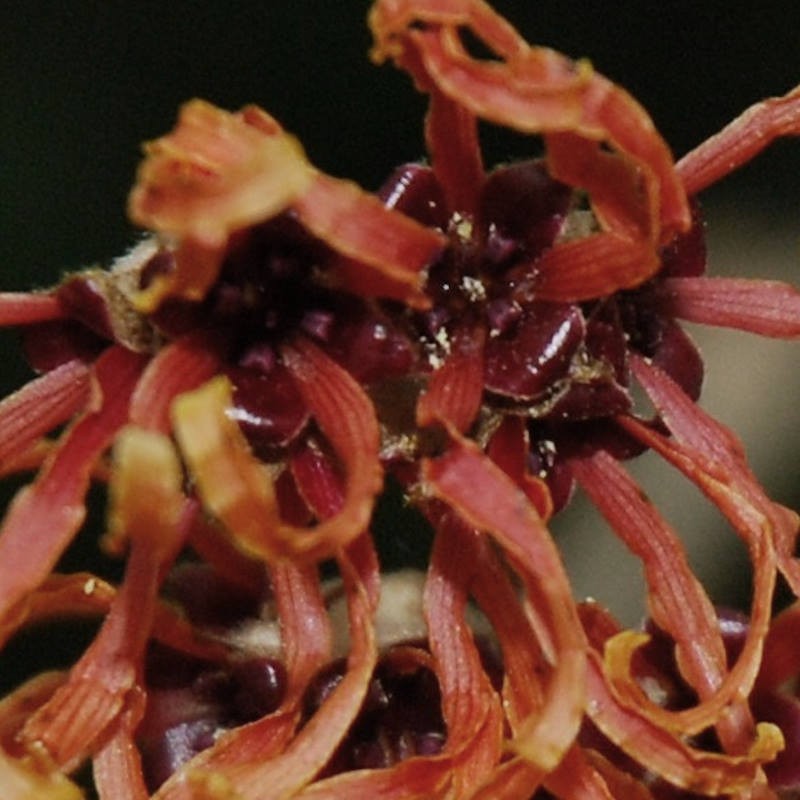 Hamamelis x intermedia 'Feuerzauber' - flowers