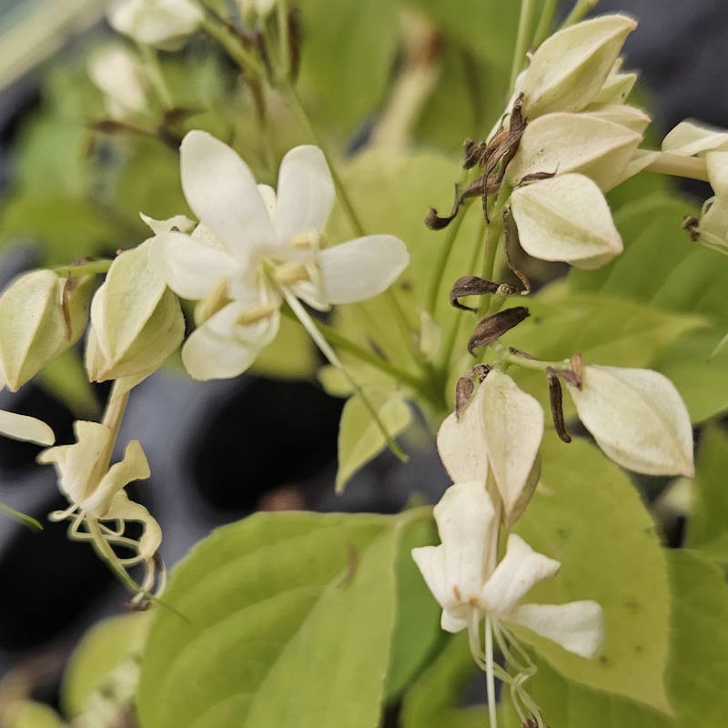 Clerodendrum trichotomum 'Shiro' - white flowers in late summer