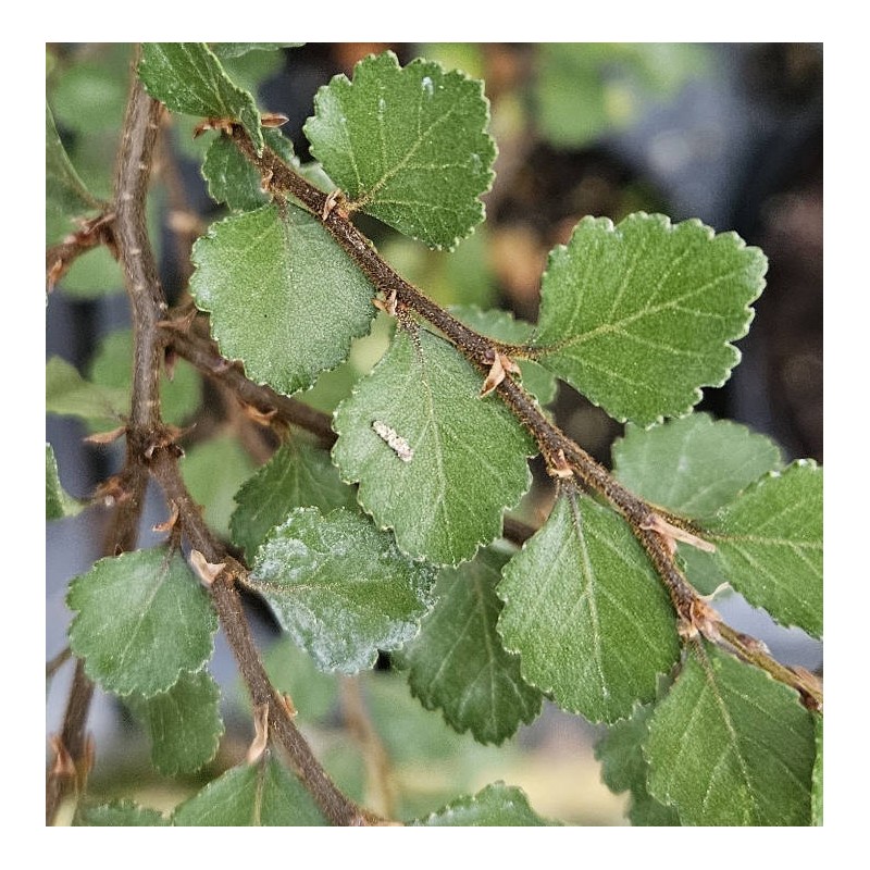 Nothofagus menziesii - leaves close up