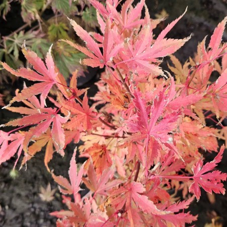 Acer palmatum 'Anne Irene' - autumn colour Acer palmatum 'Anne Irene' - autumn colour