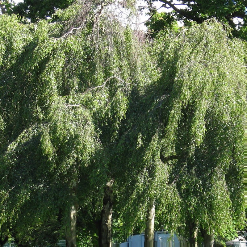 Betula pendula 'Youngii' - established plant