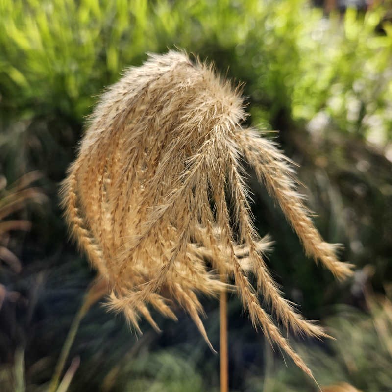 Miscanthus nepalensis - flowers in late summer