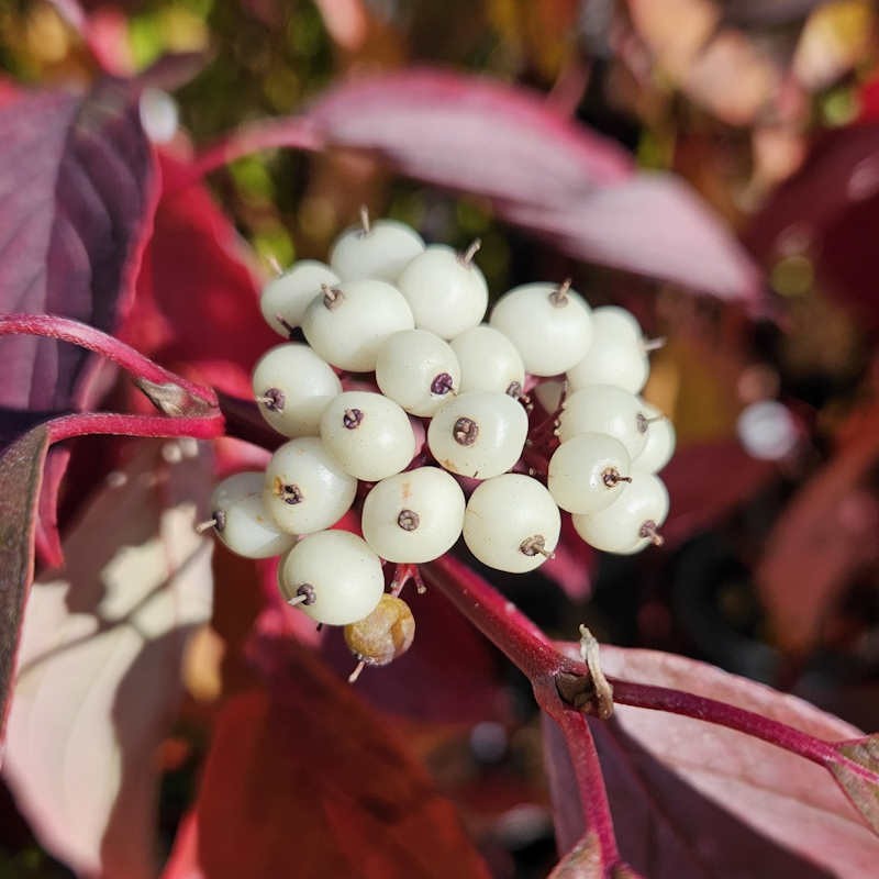 Cornus alba 'Baton Rouge' - white berries in November