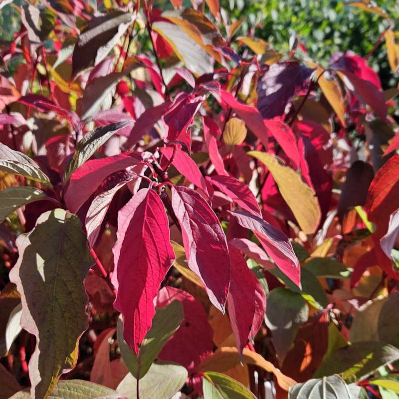 Cornus alba 'Baton Rouge' - autumn colour