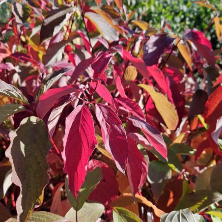 Cornus alba 'Baton Rouge' - autumn colour Cornus alba 'Baton Rouge' - autumn colour