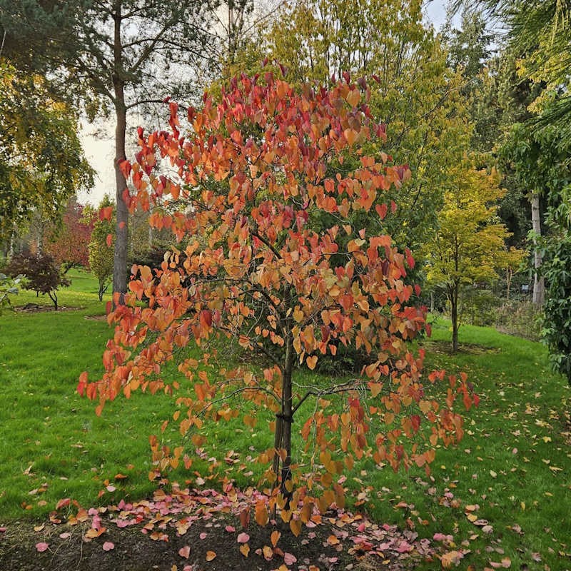Cercis canadensis 'Merlot' - autumn colour