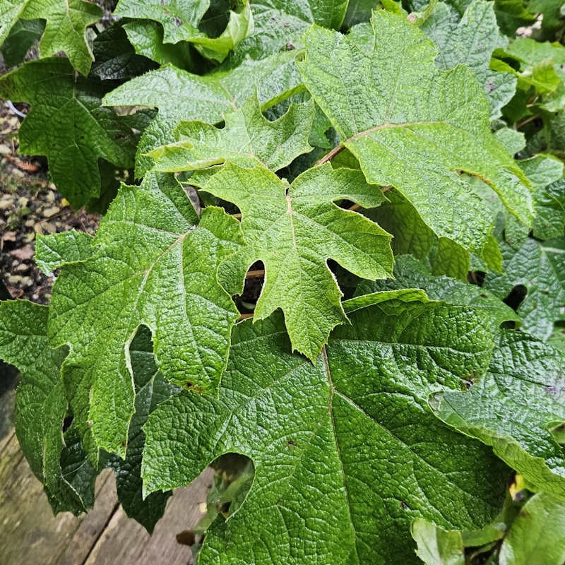 Hydrangea quercifolia 'Ruby Slippers'