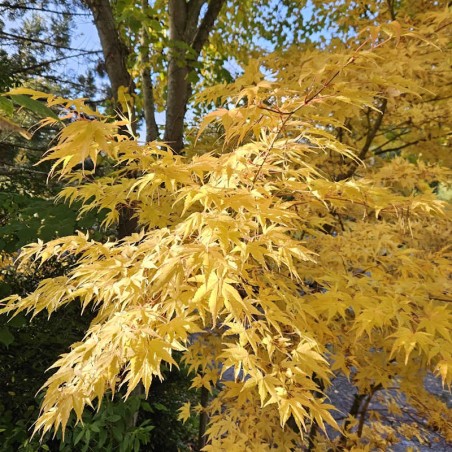 Acer palmatum 'Sango-kaku' - autumn colour Acer palmatum 'Sango-kaku' - autumn colour