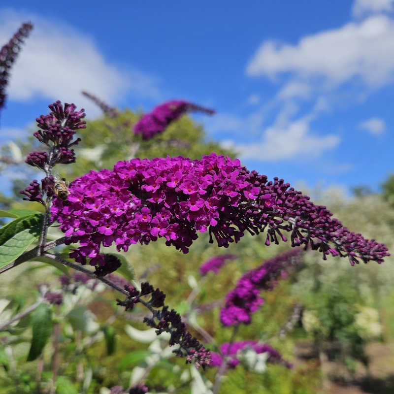 Buddleja davidii 'Royal Red' - summer flowers