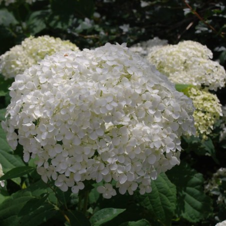 Hydrangea arborescens 'Annabelle' Summer flowers Hydrangea arborescens 'Annabelle' Summer flowers
