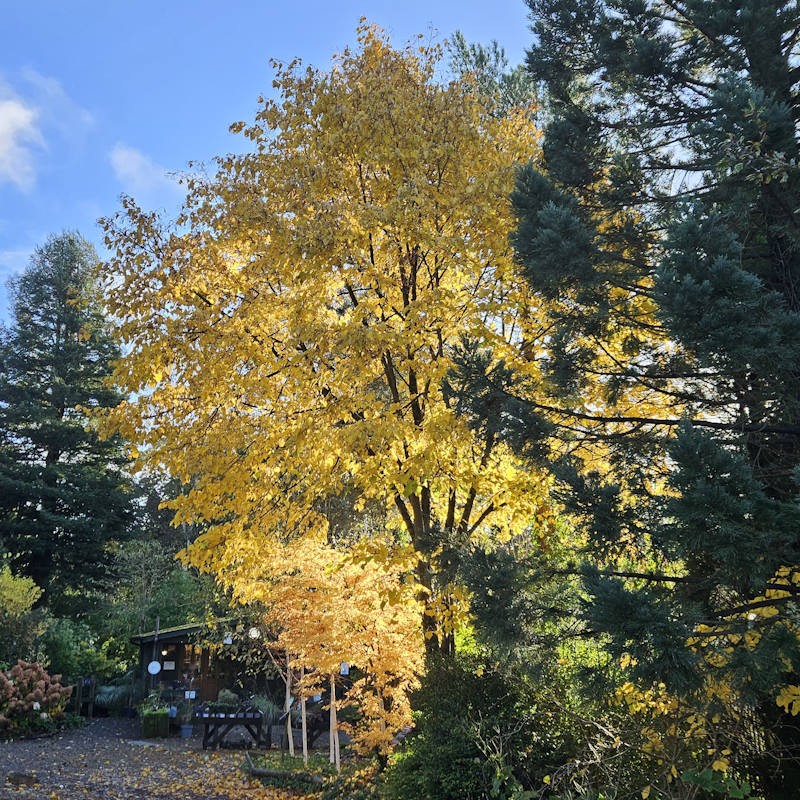 Tilia japonica 'Ernest Wilson' - bright yellow autumn colour