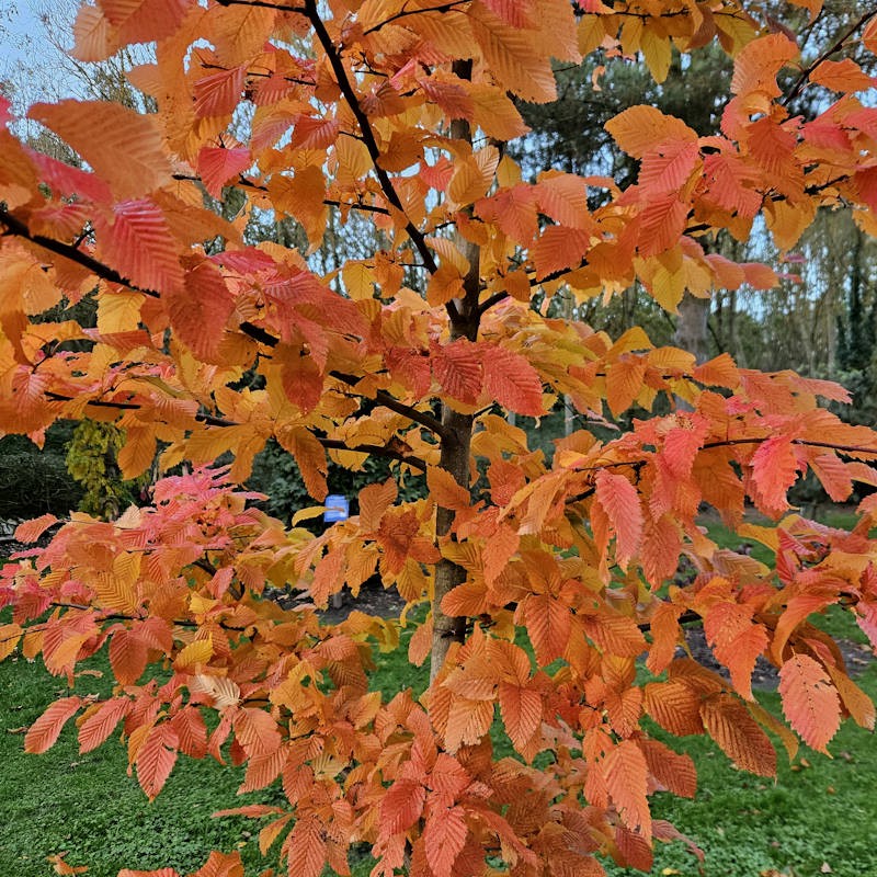 Carpinus betulus 'Rockhampton Red' - bright orange-red autumn leaves