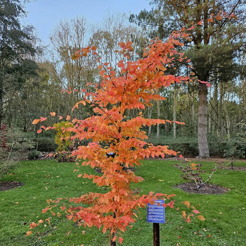 Carpinus betulus 'Rockhampton Red' - orange-red autumn colour
