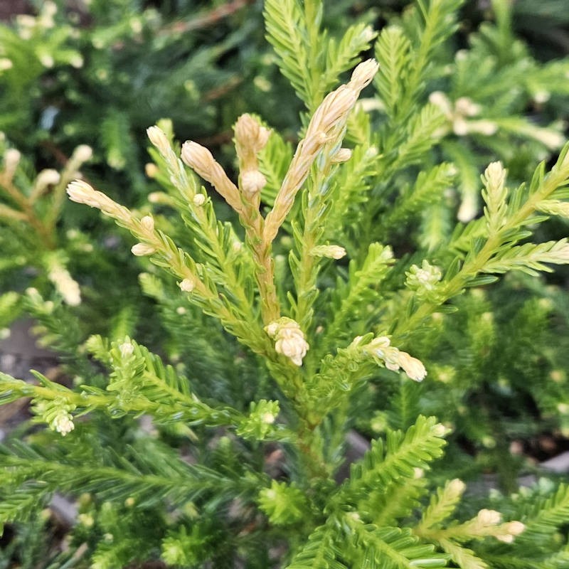 Sequoia sempervirens 'Adpressa' - young variegated shoots