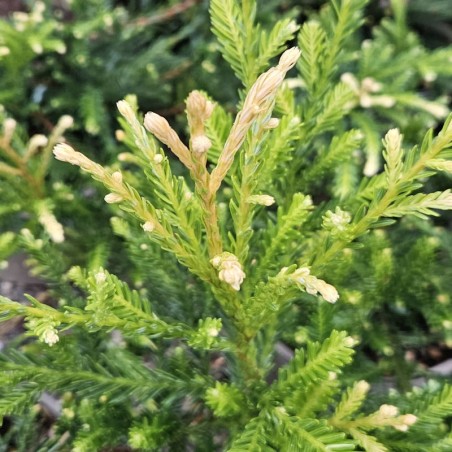 Sequoia sempervirens 'Adpressa' - young variegated shoots