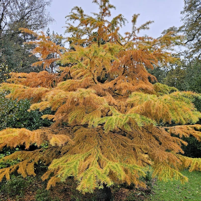 Pseudolarix amabilis - established tree with golden autumn colour