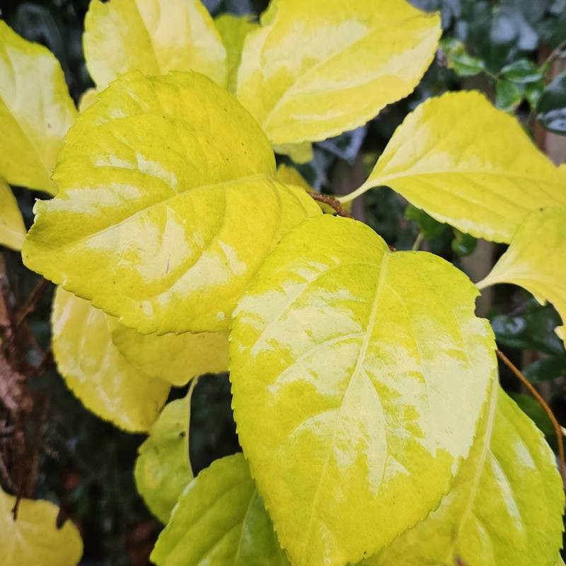 Celastrus orbiculatus 'Diana' - autumn colour