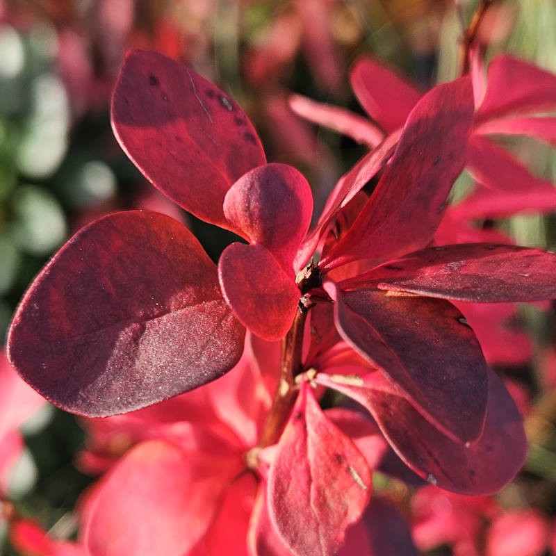 Berberis thunbergii 'Chocolate Summer' - autumn colour
