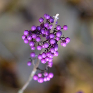 Callicarpa bodinieri 'Profusion'