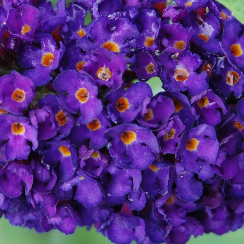 Buddleja davidii 'Black Knight' - flower close up