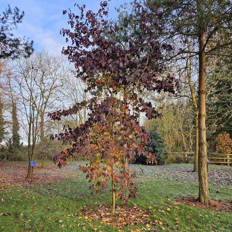 Liquidambar styraciflua 'Black Beauty' - dark purple-black autumn colour