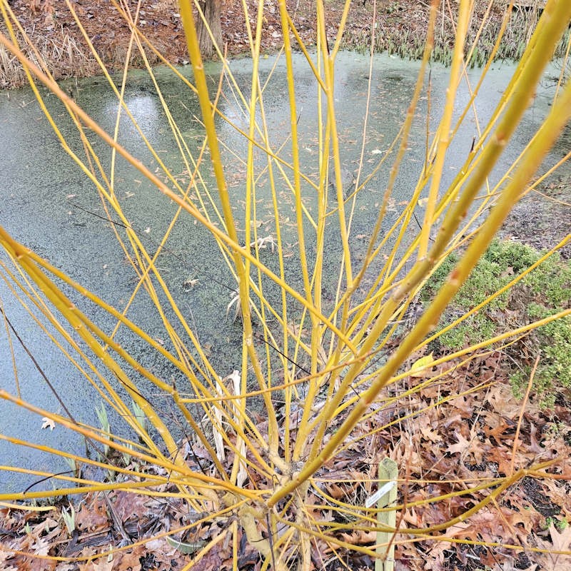 Salix fragilis 'Basfordiana' - bright yellow-green winter stems