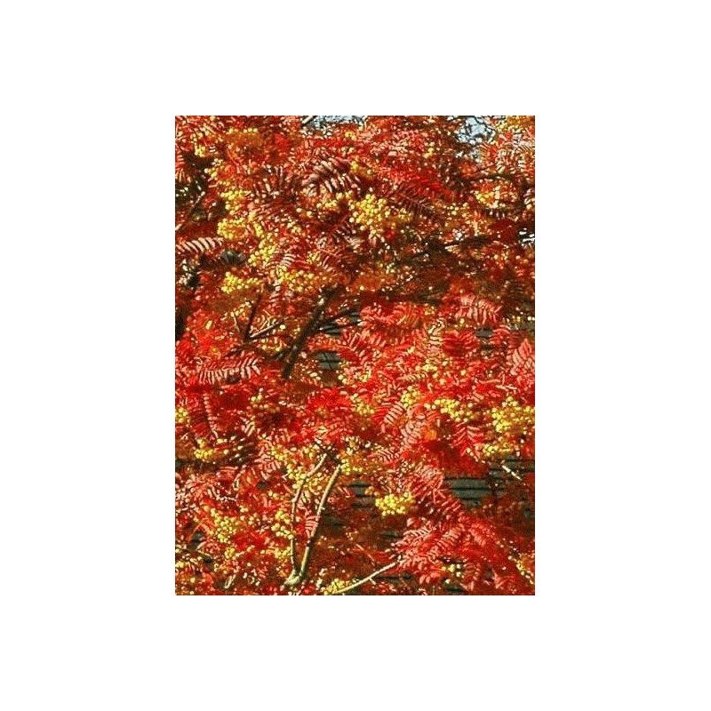 Sorbus x 'Joseph Rock'
