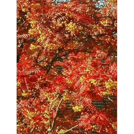 Sorbus x 'Joseph Rock' Sorbus x 'Joseph Rock'