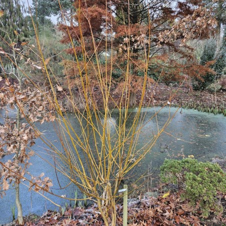 Salix fragilis 'Basfordiana'