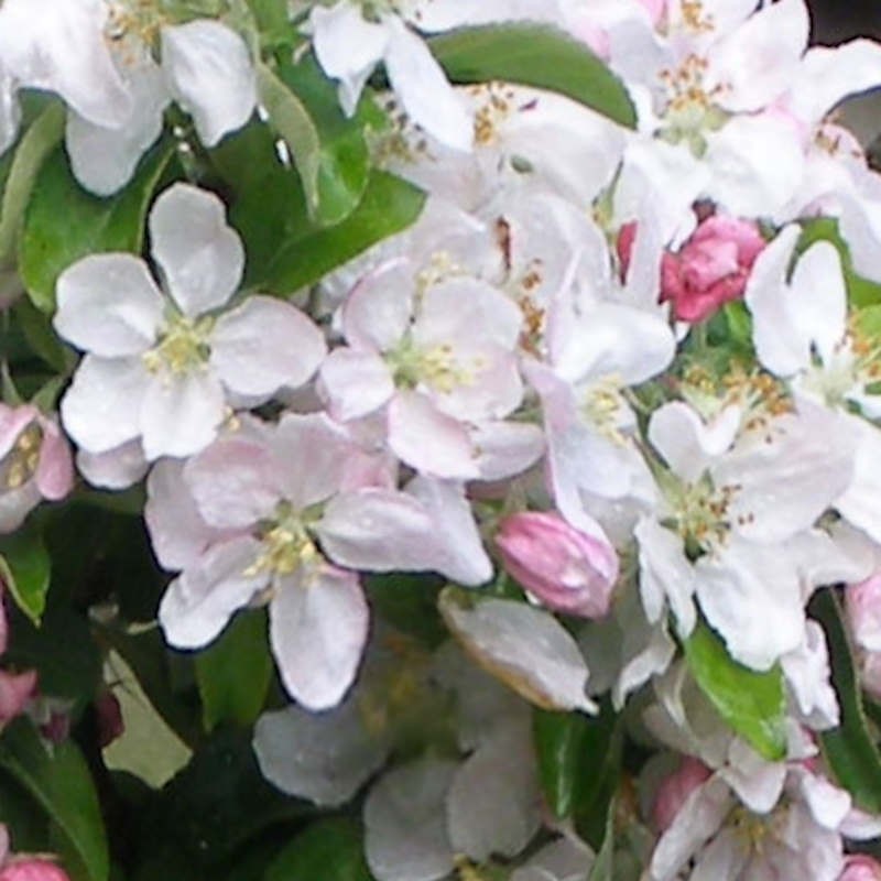 Malus 'John Downie'- flowers in Spring